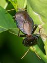 Musgraveia sulciventris (Bronze Orange Bug).jpg